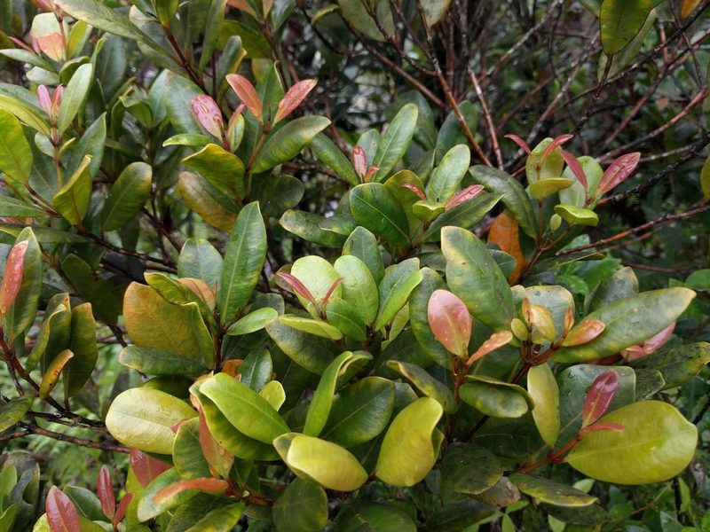 Syzygium sandwicense, photographed by Kevin Faccenda