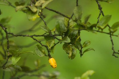 Diospyros sandwicensis, photographed by Kevin Faccenda