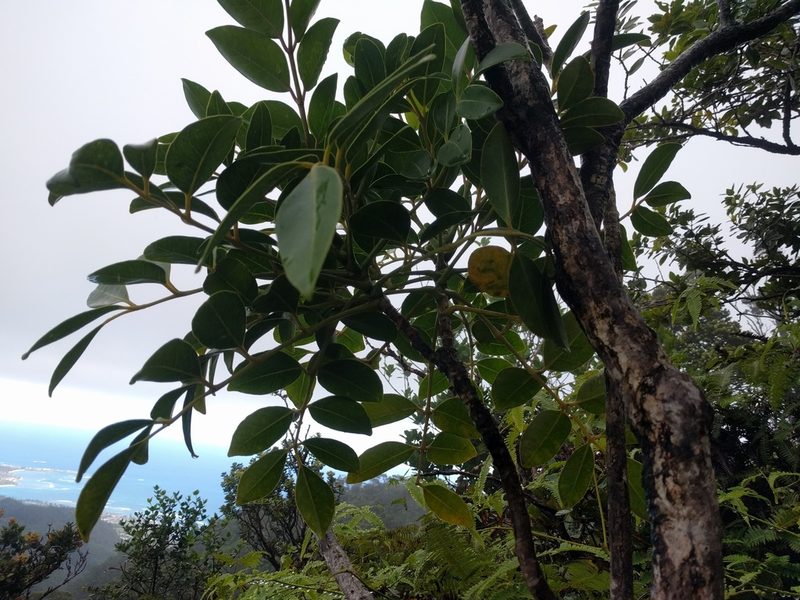 Polyscias oahuensis, photographed by Kevin Faccenda