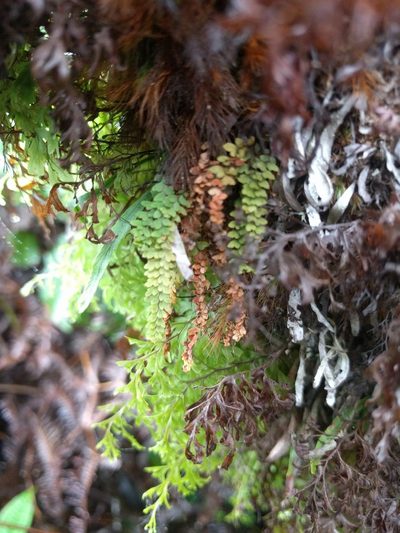 Adenophorus hymenophylloides, photographed by Kevin Faccenda