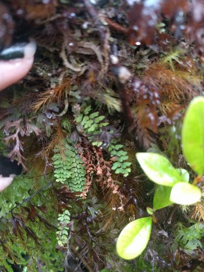 Adenophorus hymenophylloides, photographed by Kevin Faccenda