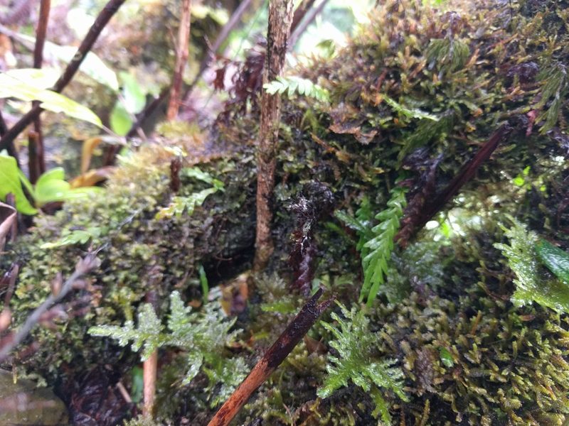 Adenophorus pinnatifidus, photographed by Kevin Faccenda