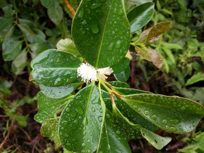 Psidium cattleyanum, photographed by Kevin Faccenda