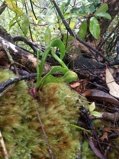 Ophioderma falcatum, photographed by Kevin Faccenda