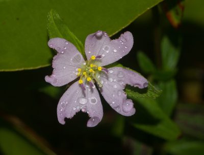 Pterolepis glomerata, photographed by Kevin Faccenda