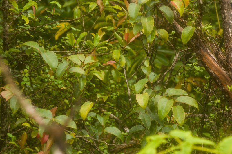 Antidesma platyphyllum, photographed by Kevin Faccenda