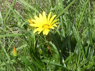 Gazania rigens, photographed by Doug Miller