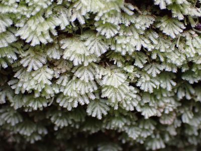 Catharomnion ciliatum, photographed by Leon Perrie