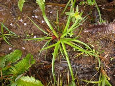 Juncus planifolius, photographed by Kevin Faccenda