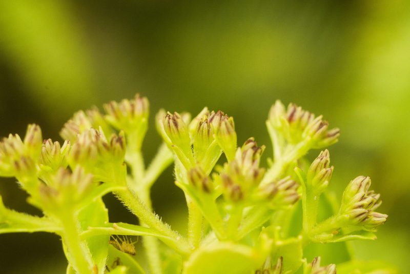 Dubautia laxa, photographed by Kevin Faccenda