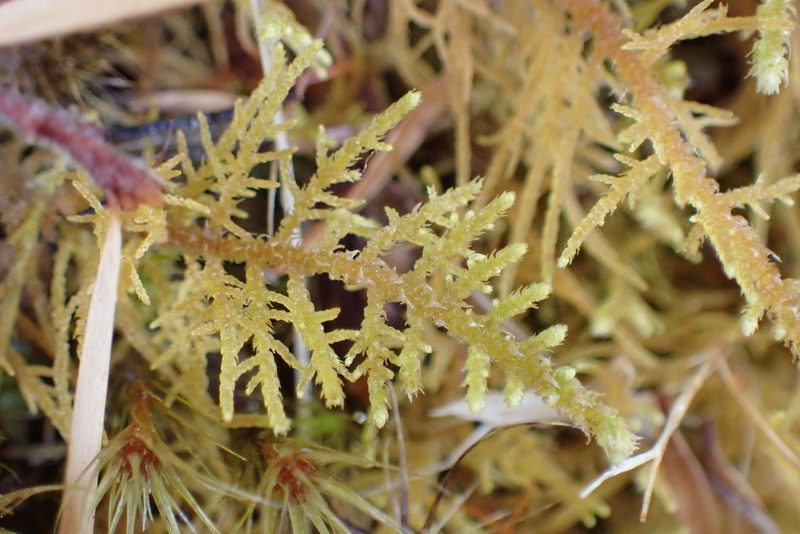 Thuidiopsis furfurosa, photographed by Leon Perrie