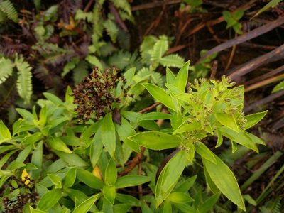 Dubautia laxa, photographed by Kevin Faccenda