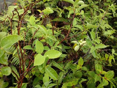 Wikstroemia oahuensis
