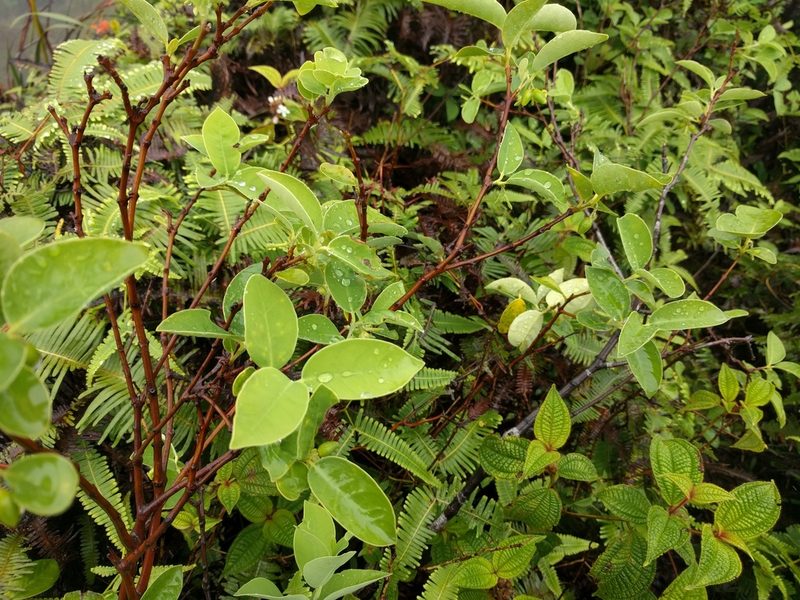Wikstroemia oahuensis, photographed by Kevin Faccenda