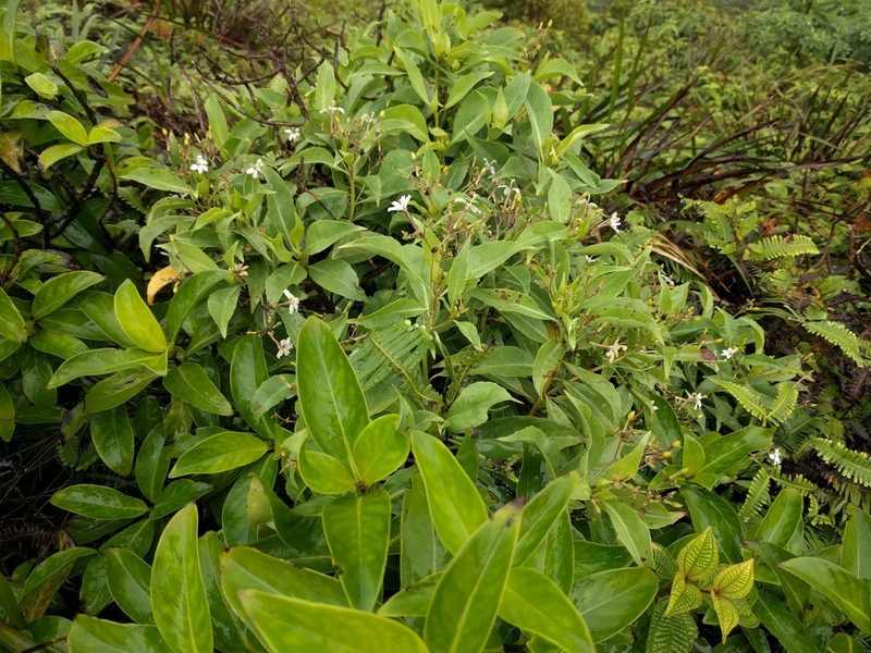 Scaevola gaudichaudiana, photographed by Kevin Faccenda