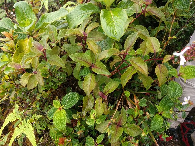 Phyllostegia grandiflora, photographed by Kevin Faccenda