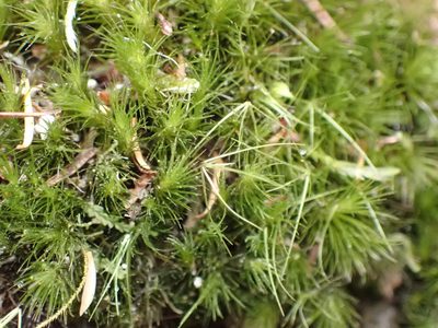 Campylopus clavatus, photographed by Leon Perrie
