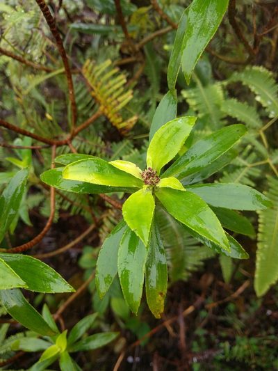 Dubautia laxa, photographed by Kevin Faccenda