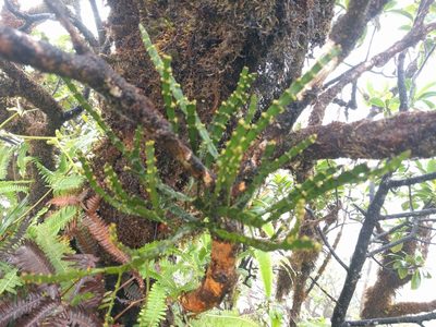 Korthalsella taenioides, photographed by Kevin Faccenda