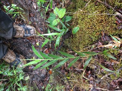 Isachne distichophylla, photographed by Kevin Faccenda