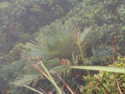Pritchardia martii, photographed by Kevin Faccenda