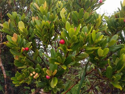 Syzygium sandwicense, photographed by Kevin Faccenda