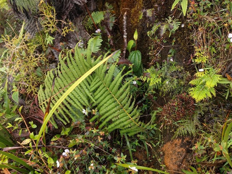 Diplopterygium pinnatum, photographed by Kevin Faccenda