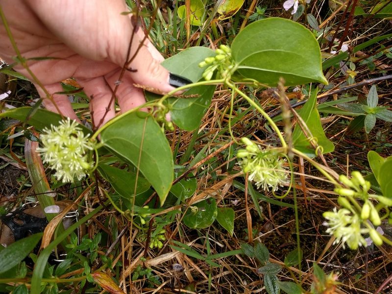 Smilax melastomifolia, photographed by Kevin Faccenda