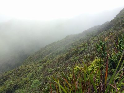 Machaerina angustifolia, photographed by Kevin Faccenda