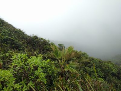 Pritchardia martii, photographed by Kevin Faccenda