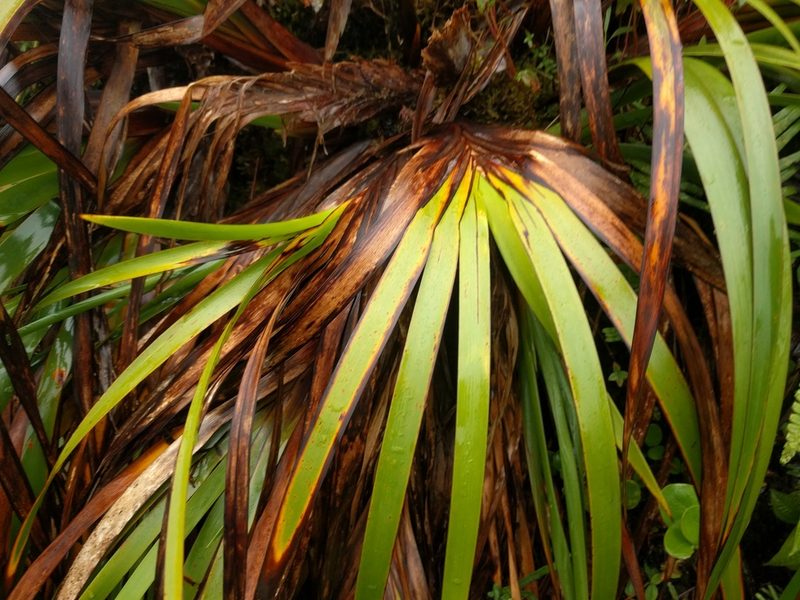 Machaerina angustifolia, photographed by Kevin Faccenda