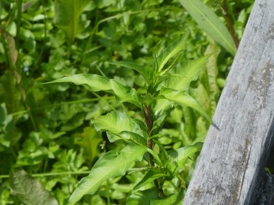 Persicaria hydropiper, photographed by Doug Miller