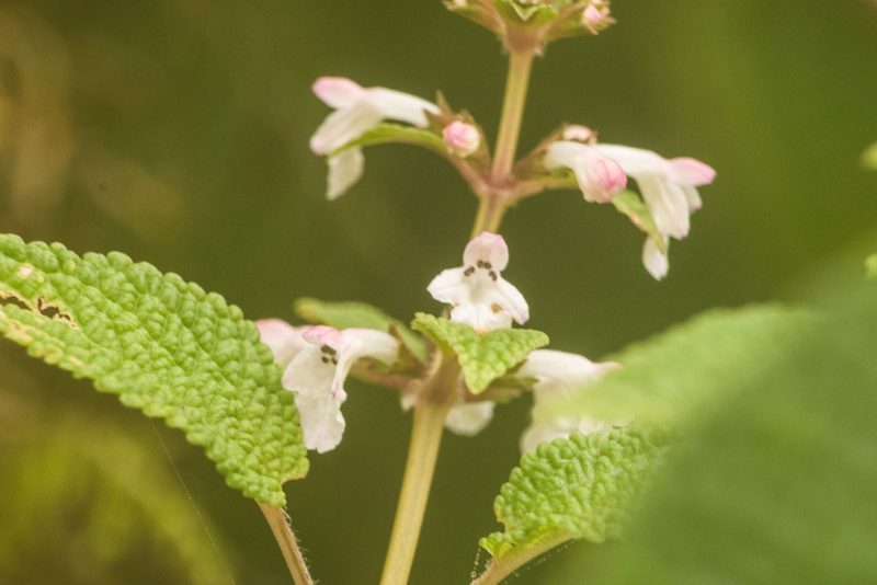 Phyllostegia lantanoides, photographed by Kevin Faccenda