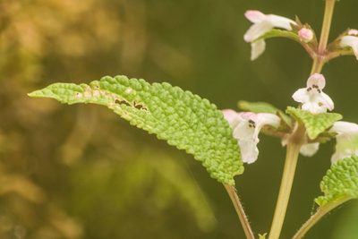 Phyllostegia lantanoides, photographed by Kevin Faccenda