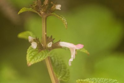 Phyllostegia lantanoides, photographed by Kevin Faccenda