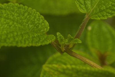 Phyllostegia lantanoides, photographed by Kevin Faccenda