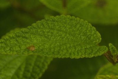 Phyllostegia lantanoides, photographed by Kevin Faccenda