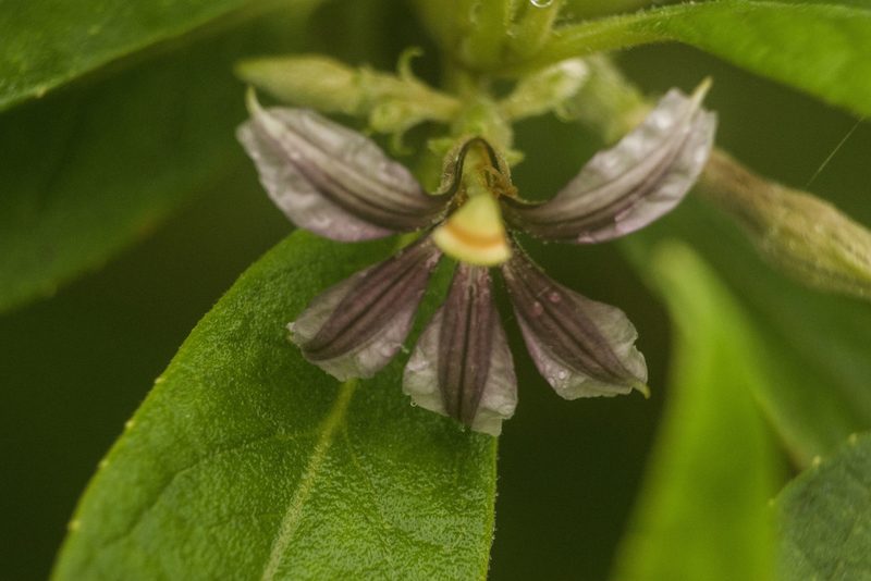 Scaevola mollis, photographed by Kevin Faccenda