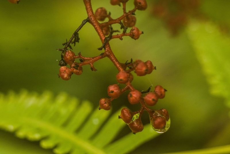 Perrottetia sandwicensis, photographed by Kevin Faccenda