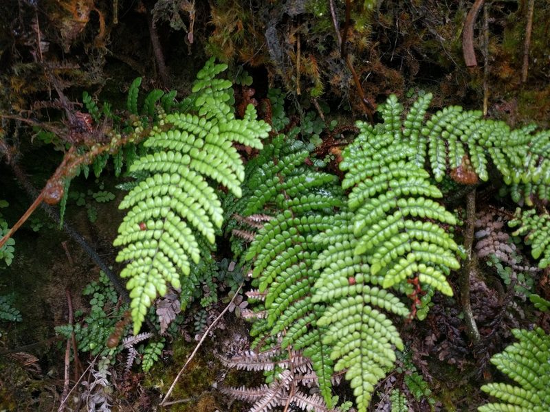 Sadleria squarrosa, photographed by Kevin Faccenda