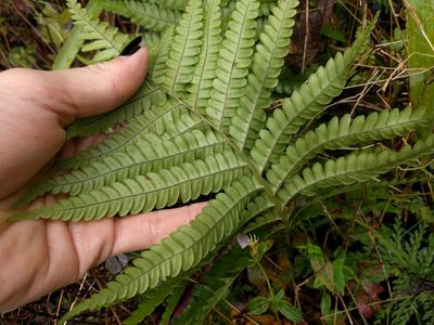Sadleria pallida, photographed by Kevin Faccenda