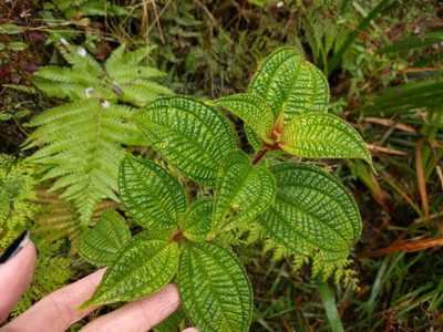 Miconia crenata, photographed by Kevin Faccenda