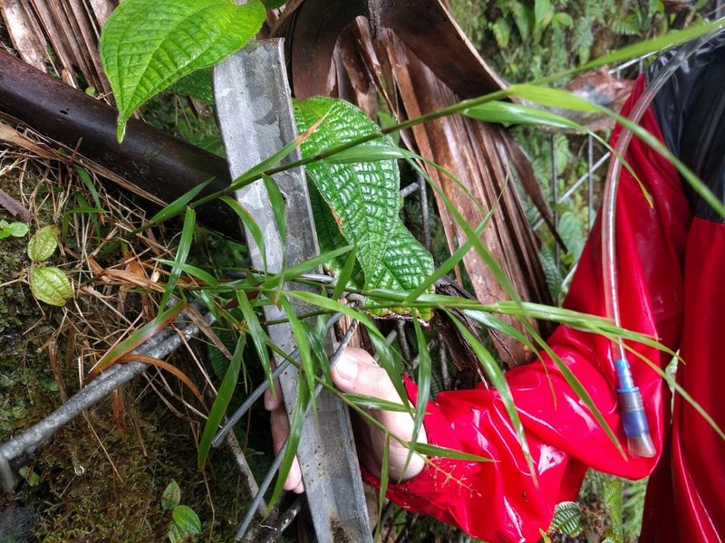 Isachne distichophylla, photographed by Kevin Faccenda