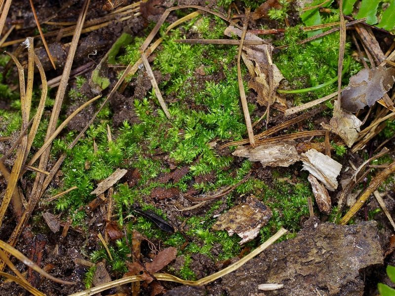 Rhynchostegium serrulatum, photographed by Michelle W. （鍾偉瑋）
