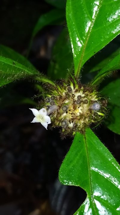 Palicourea glabra, photographed by Guillaume Delaitre