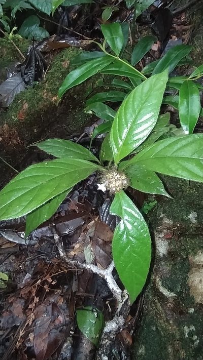 Palicourea glabra, photographed by Guillaume Delaitre