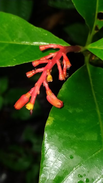 Palicourea calophylla, photographed by Guillaume Delaitre