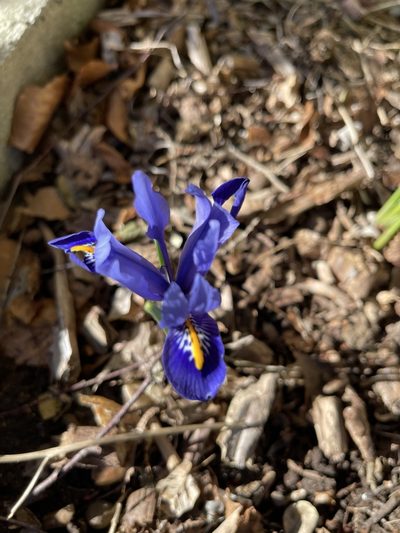 Iris reticulata, photographed by David Balaban