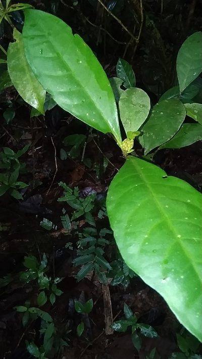 Eumachia guianensis, photographed by Guillaume Delaitre
