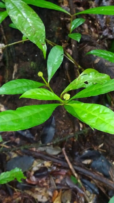 Eumachia guianensis, photographed by Guillaume Delaitre